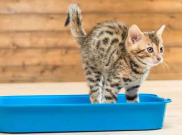 How to Litter Box Train Your New Cat or Kitten